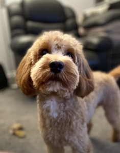 Picture shows a cavapoo dog